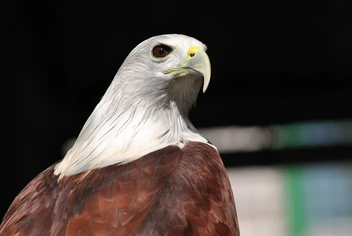 鹰，动物，自然，自由，鸟，雄伟