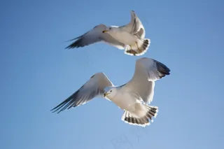 海鸥，鸟，天空，动物