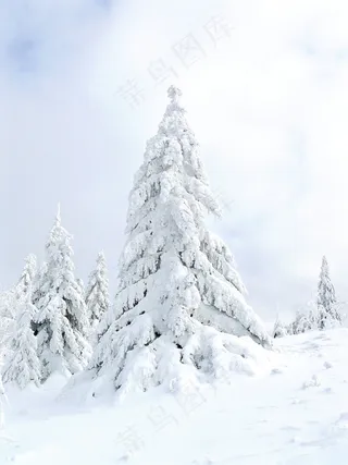 叶，冷，十一月，雪，冬季，十二月，寒冬