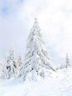 叶,冷,十一月,雪,冬季,十二月,寒冬 叶,冷,十一月,雪,冬季,十二月,寒冬