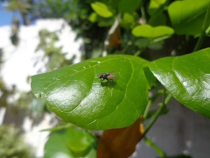 飞，休假飞，昆虫，昆虫，翼，野生动物，Bug