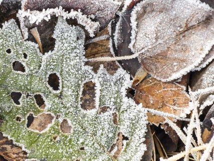 冷淡，落叶，叶子，秋天，秋季，落叶
