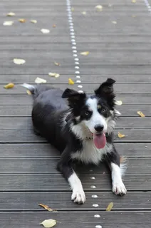 边境牧羊犬,木桥,躺狗,夏天 边境牧羊犬,木桥,躺狗,夏天