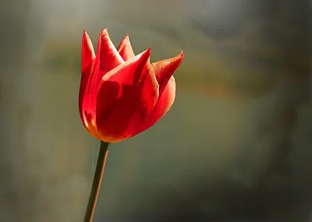 鲜花,郁金香,颜色,春天,红色,植物 鲜花,郁金香,颜色,春天,红色,植物
