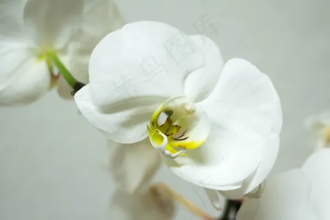 兰花,蝴蝶兰,开花,美容,热带 兰花,蝴蝶兰,开花,美容,热带