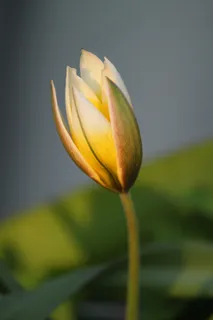 花,鲜花,自然,植物,春天,郁金香,花园 花,鲜花,自然,植物,春天,郁金香,花园