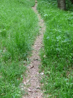 路径，离，森林路径，径，Wegchen，徒步旅行，徒步旅行