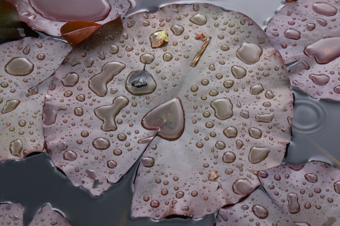 雨，水，睡莲，花园池塘，性质，叶子