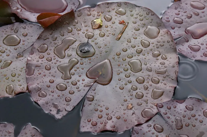 雨，水，睡莲，花园池塘，性质，叶子