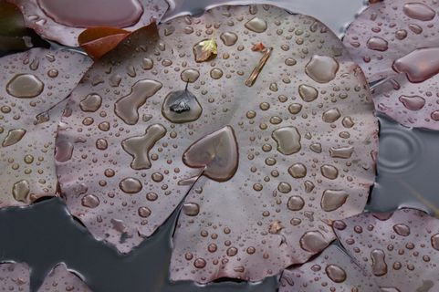 雨，水，睡莲，花园池塘，性质，叶子