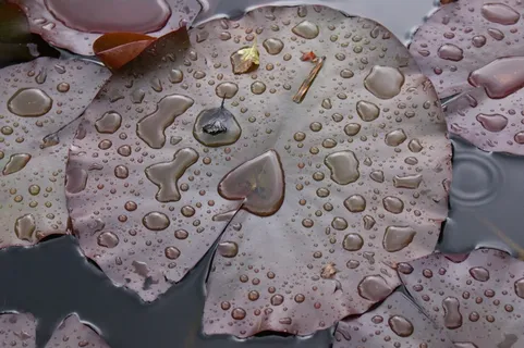 雨，水，睡莲，花园池塘，性质，叶子