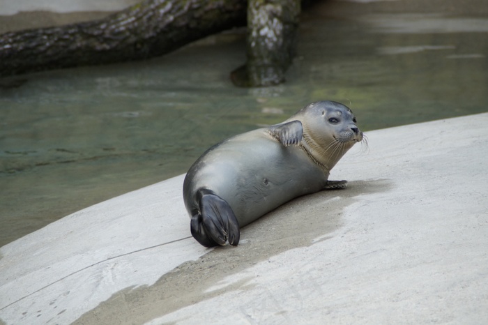长袍，关注事项，舒适，放松，休息，哺乳动物，动物