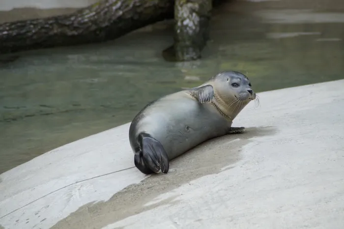 长袍，关注事项，舒适，放松，休息，哺乳动物，动物
