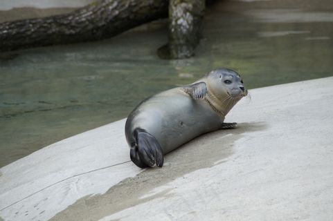 长袍，关注事项，舒适，放松，休息，哺乳动物，动物