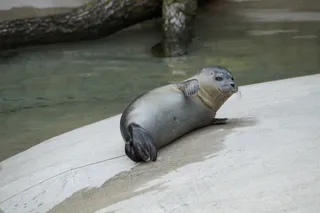 长袍，关注事项，舒适，放松，休息，哺乳动物，动物