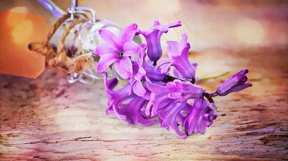 风信子在木质表面上