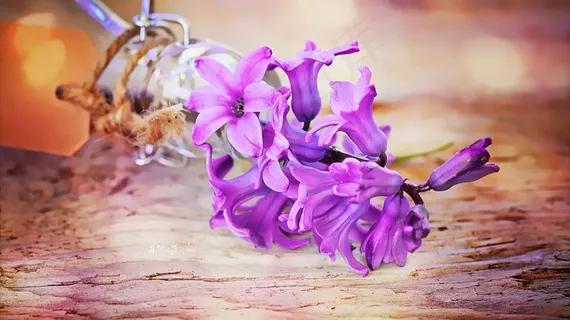 风信子在木质表面上 风信子在木质表面上