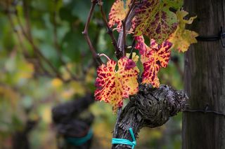 酒，藤，叶，秋季，黄色，红色，金色的秋天