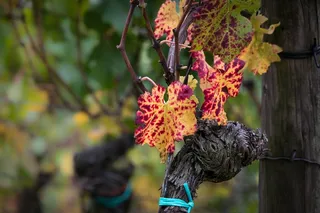 酒，藤，叶，秋季，黄色，红色，金色的秋天