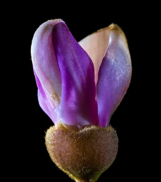 领带花，开花，小花，紫色