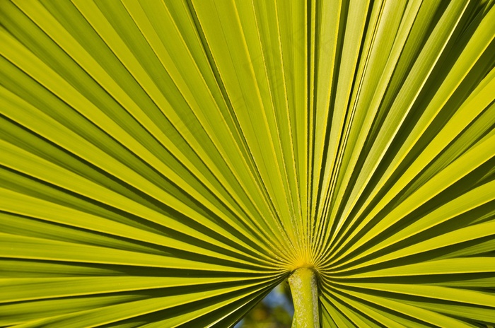 线，植物，对称性，绿色，自然，叶，生态