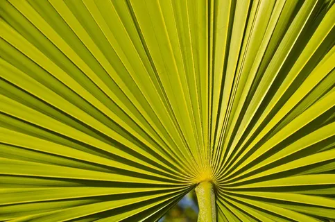 线，植物，对称性，绿色，自然，叶，生态