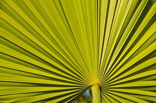 线，植物，对称性，绿色，自然，叶，生态