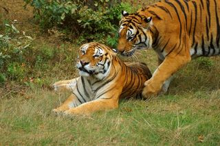 老虎，播放，依Sn，Panthera Tigris Altaica