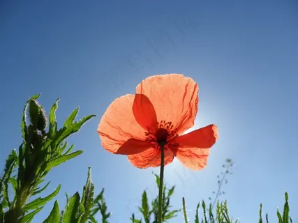 罂粟,Klatschmohn,字段,春天,多彩 罂粟,Klatschmohn,字段,春天,多彩