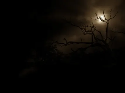树,夜,月亮,光线,轮廓阴影,自然 树,夜,月亮,光线,轮廓阴影,自然
