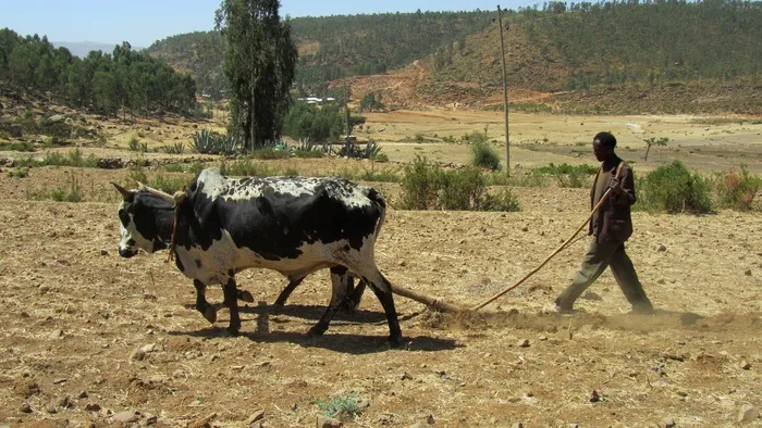 鲍尔，埃塞俄比亚，耕犁，犁，牛肉，耕作