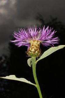 矢车菊，背光，蓝色，夏天，花，开花