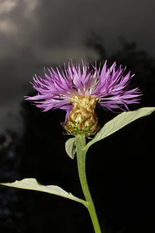 矢车菊，背光，蓝色，夏天，花，开花