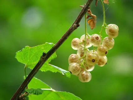 醋栗，未成熟，成熟，布什，浆果