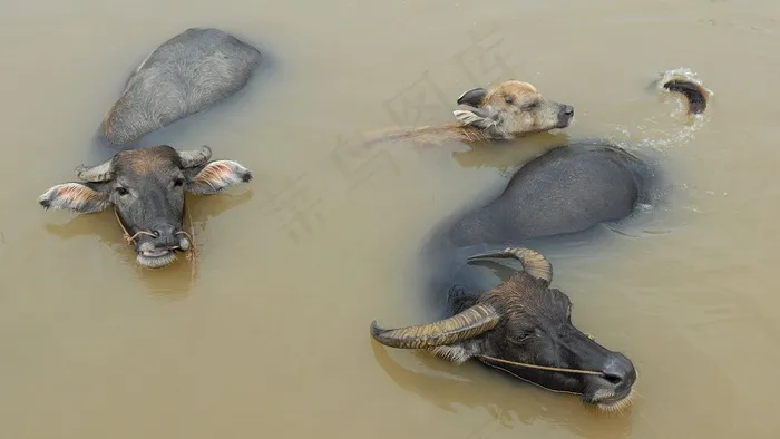 水牛，动物，游泳