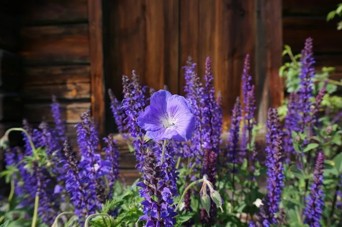 蓝色，蓝铃，夏天，山谷，性质，折扣