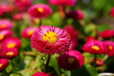 雏菊,红色,花,开花,厂,颜色 雏菊,红色,花,开花,厂,颜色