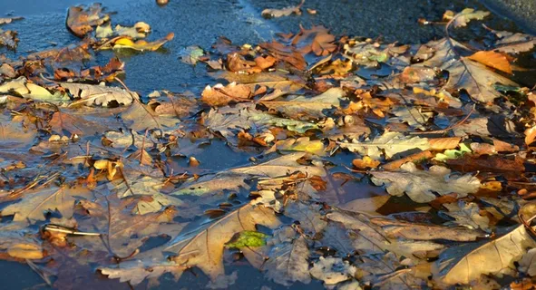 秋,叶子,水坑,金色的秋天,秋叶 秋,叶子,水坑,金色的秋天,秋叶