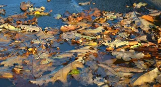 秋，叶子，水坑，金色的秋天，秋叶