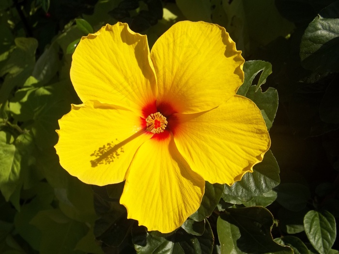 芙蓉花，黄色，花，罗莎中华，夏威夷