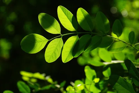 常见的枫树,叶子,绿色,刺槐,叶静脉 常见的枫树,叶子,绿色,刺槐,叶静脉