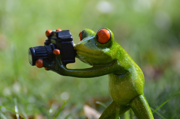 摄影师，青蛙，滑稽，绿色，动物，动物世界