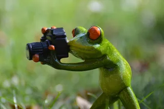 摄影师，青蛙，滑稽，绿色，动物，动物世界