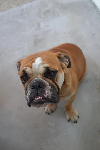 英国斗牛犬，牛头犬，宠物，狗，动物，纯种