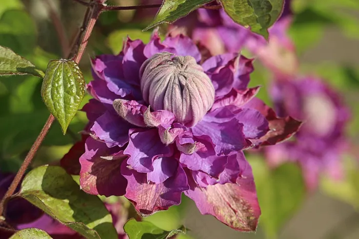 花，紫，绿色，夏天，花园，自然，黛西