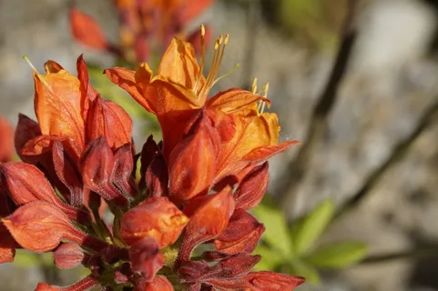 杜鹃花，开花，橙色，芽，春天，开花