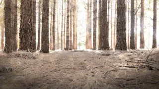 森林，光，路径，森林，景观，自然，树