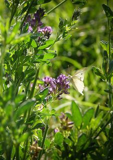 草地，蝴蝶，自然，草