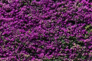 鲜花，紫，性质，王菲，花瓣，墙