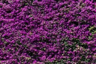 鲜花，紫，性质，王菲，花瓣，墙